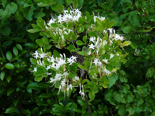 {Rhododendron viscosum var. serrulatum}